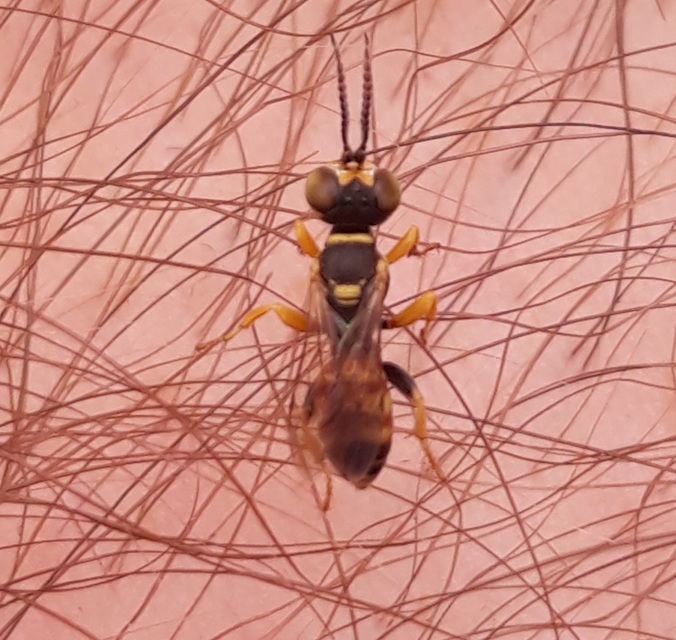 Dinetus pictus