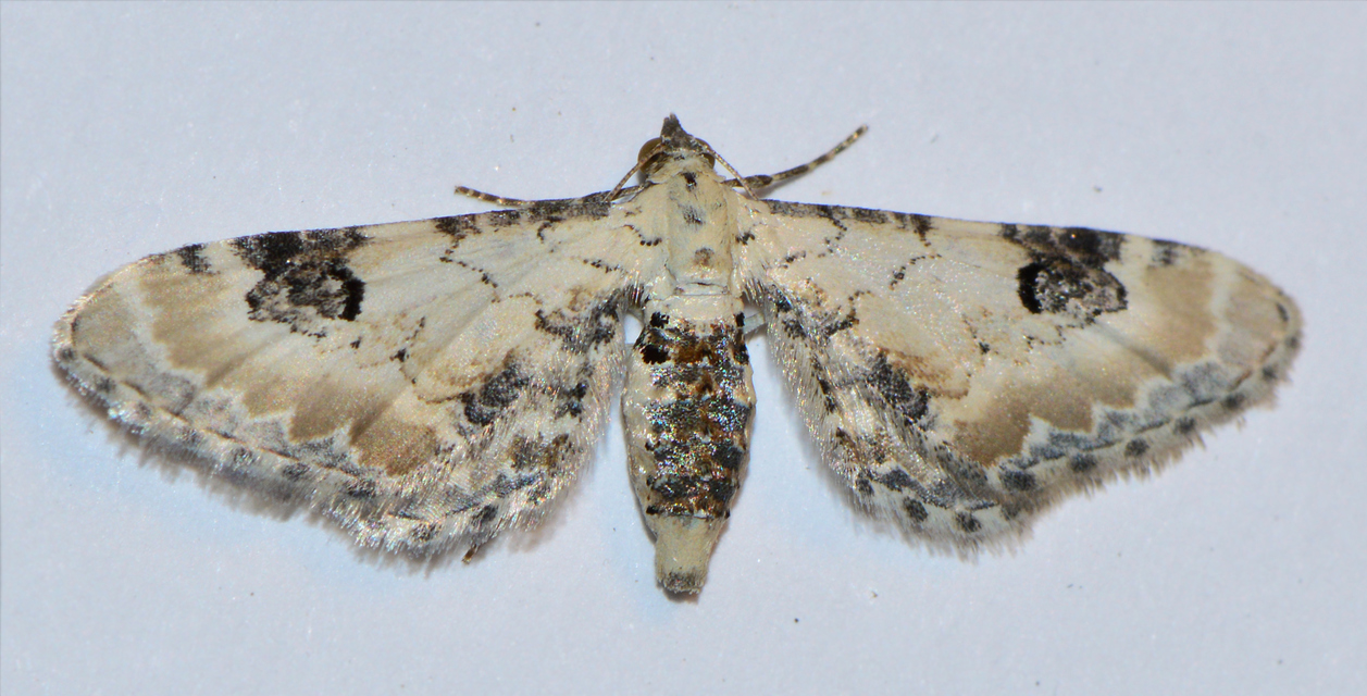 Eupithecia centaureata - búzavirág-törpearaszoló