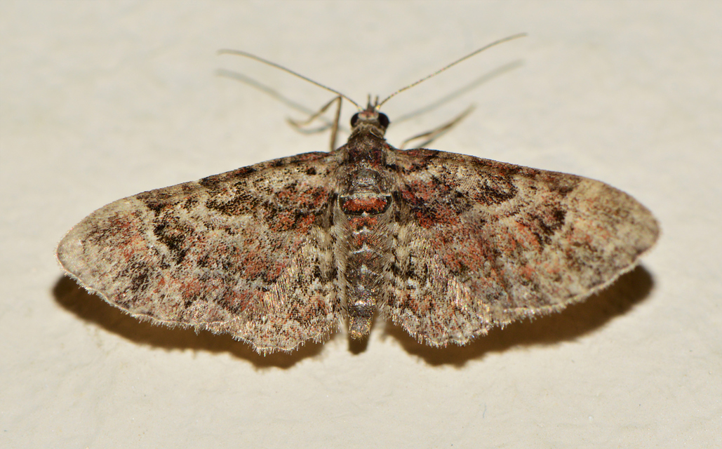 Gymnoscelis rufifasciata - vöröscsíkos törpearaszoló