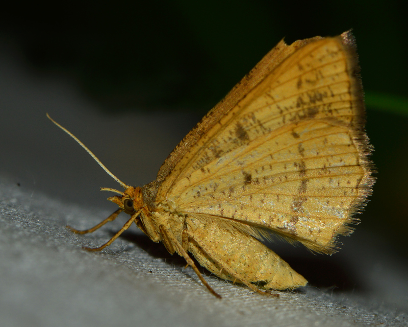 Tephrina arenacearia - lucerna-araszoló