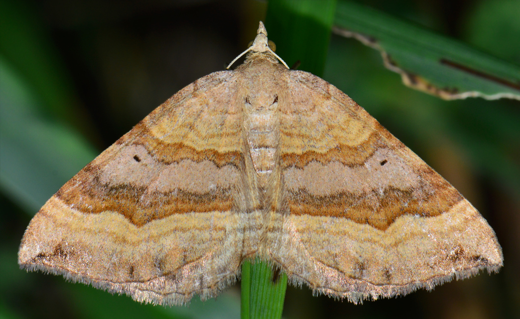 Scotopteryx chenopodiata - libatop-araszoló