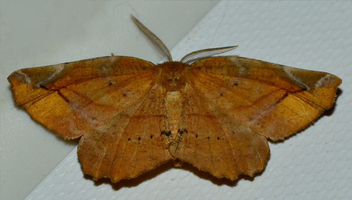 Apeira syringaria - orgona-araszoló