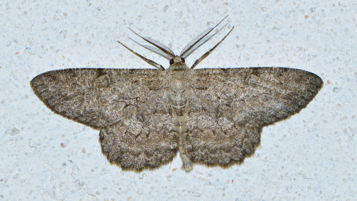 Hypomecis punctinalis - pettyes faaraszoló