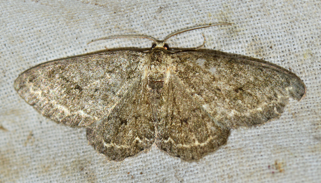Ectropis crepuscularia - avararaszoló