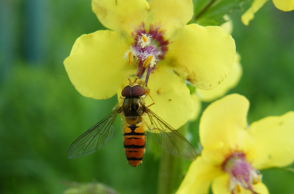 Episyrphus balteatus - ékfoltos zengőlégy