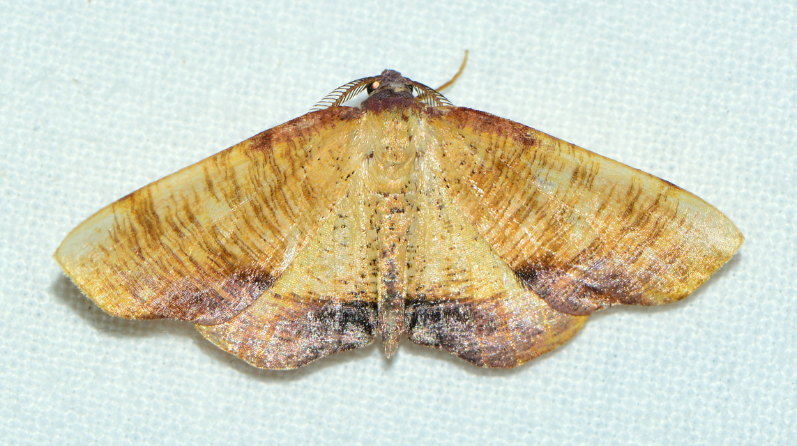 Plagodis dolabraria - baltaszárnyú araszoló