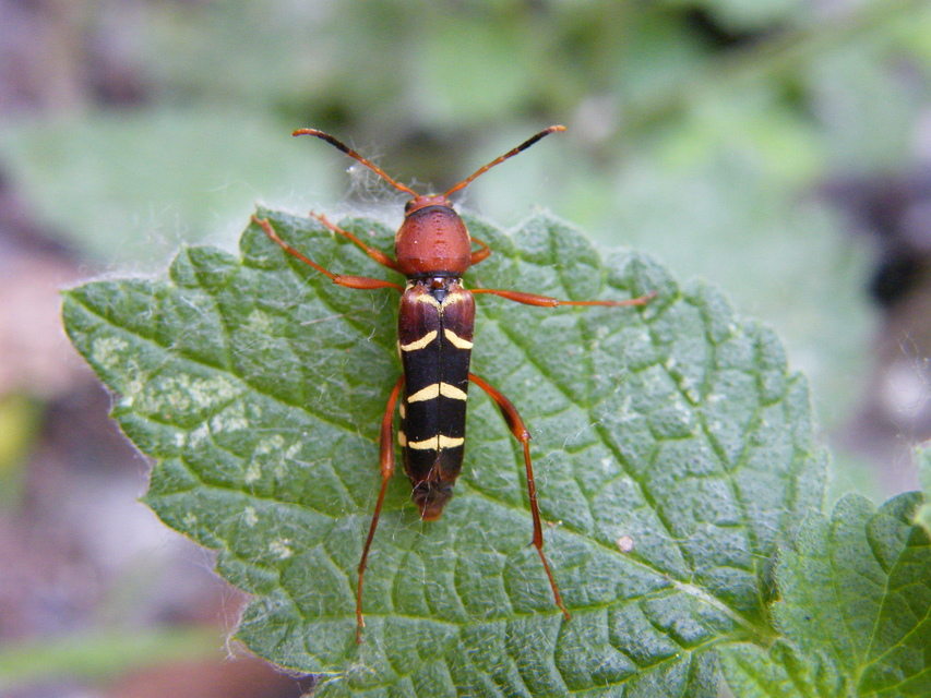 Neoclytus acuminatus - amerikai darázscincér