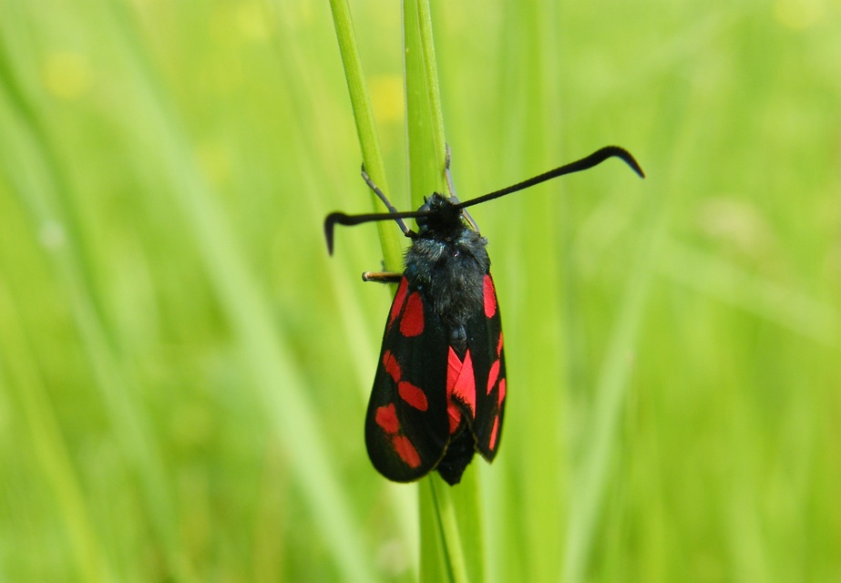 Zygaena filipendulae - acélszínű csüngőlepke