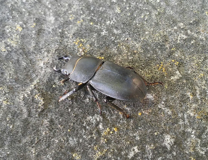 Dorcus parallelipipedus - kis szarvasbogár