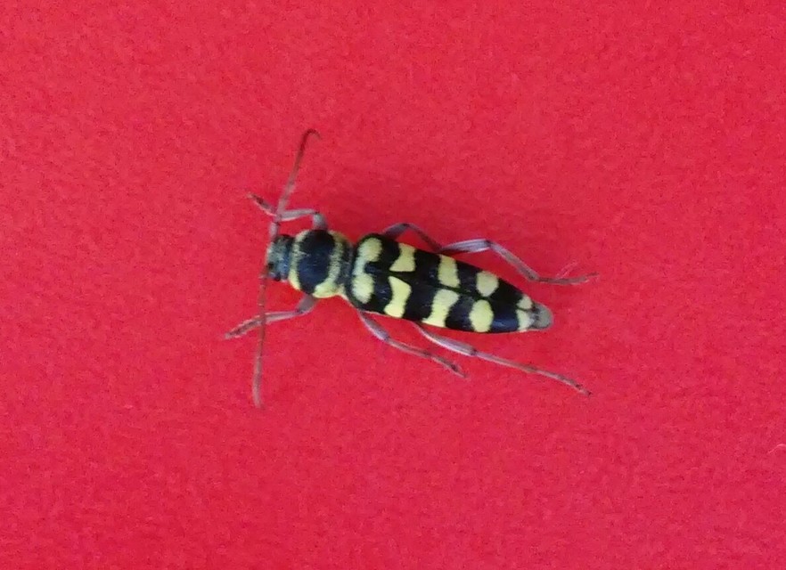 Echinocerus floralis - lucerna-darázscincér