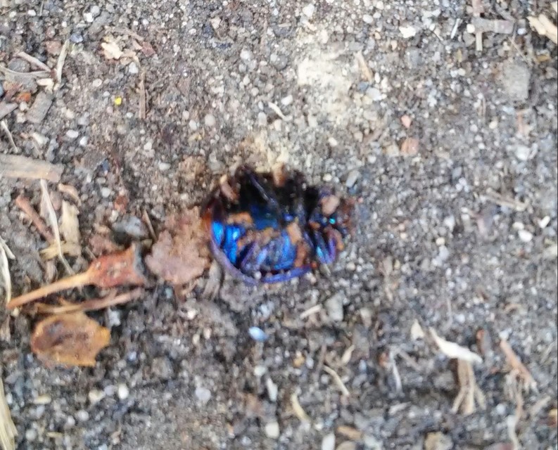 Chrysolina sturmi - vöröslábú levelész