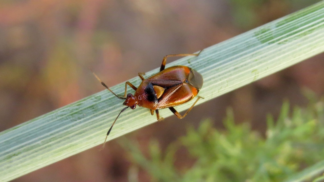 Deraeocoris ruber - vöröses mezeipoloska