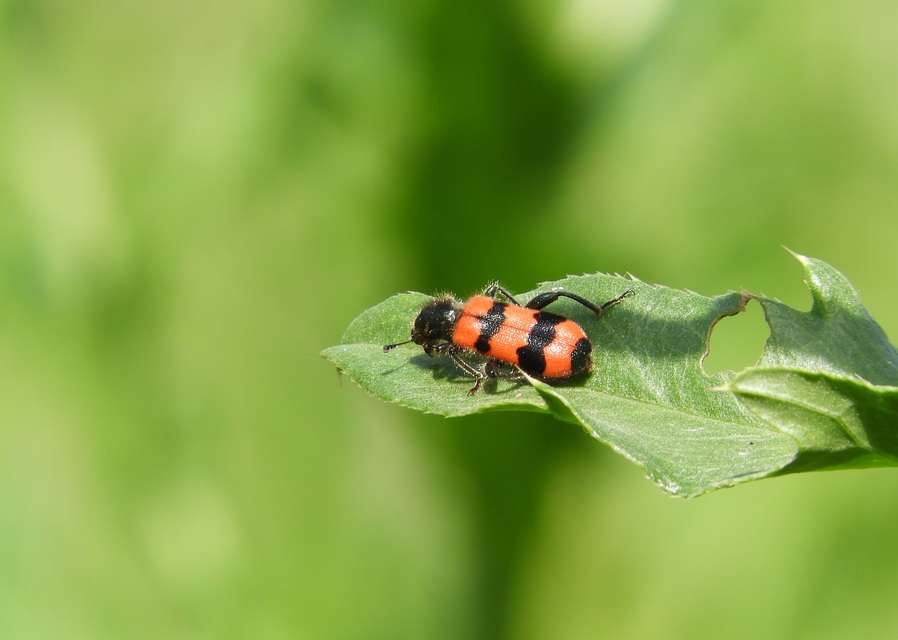 Trichodes apiarius - szalagos méhészbogár