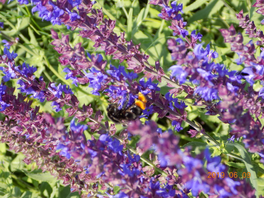 Bombus rupestris
