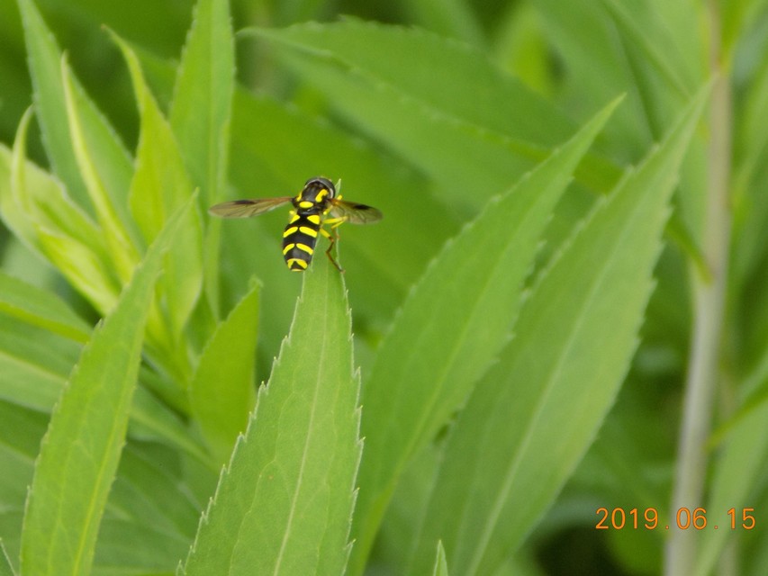 Xanthogramma pedissequum - gyakori oldalsávoslégy