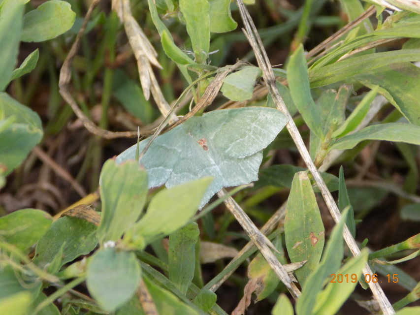 Hemithea aestivaria - nyír-zöldaraszoló