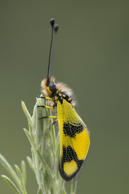Libelloides macaronius - keleti rablópille