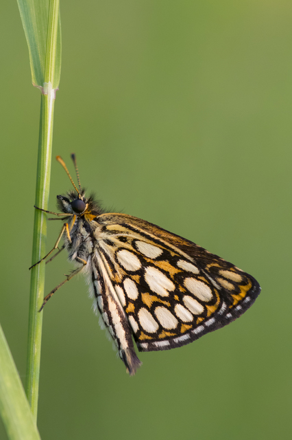 Heteropterus morpheus - tükrös busalepke