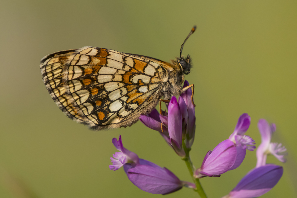 Melitaea athalia - közönséges tarkalepke