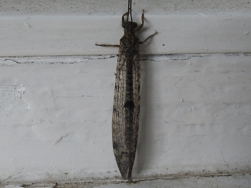 Distoleon tetragrammicus - négyfoltos hangyaleső