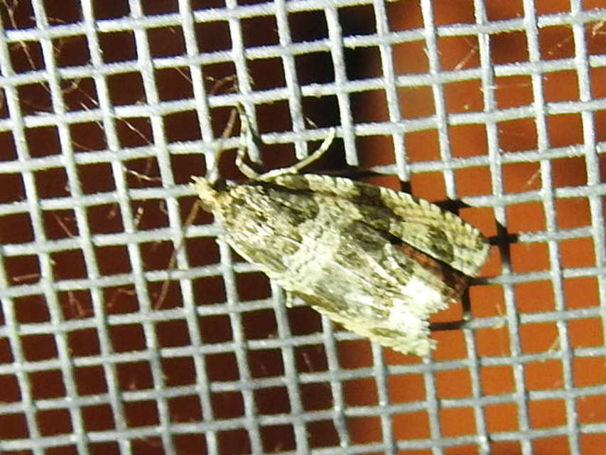 Celypha