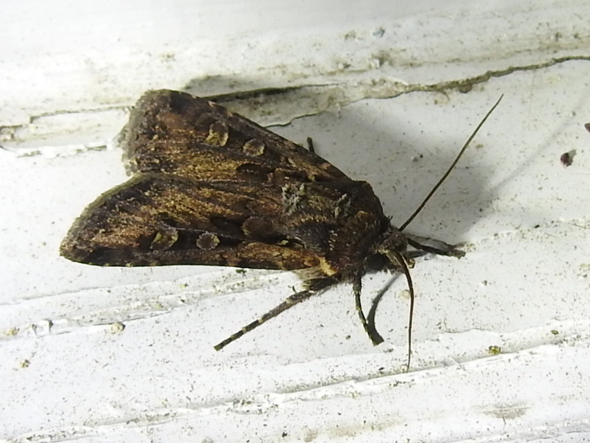 Euxoa