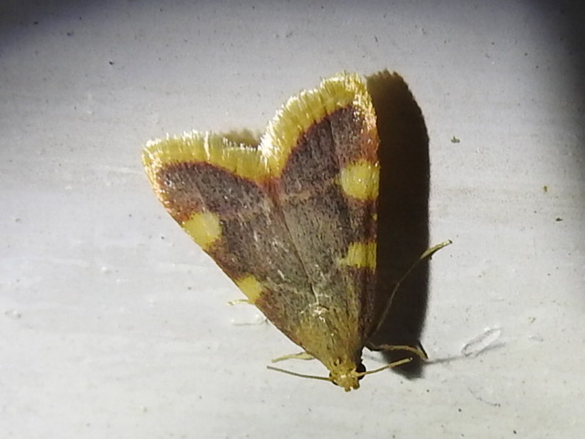 Hypsopygia costalis - szénailonca