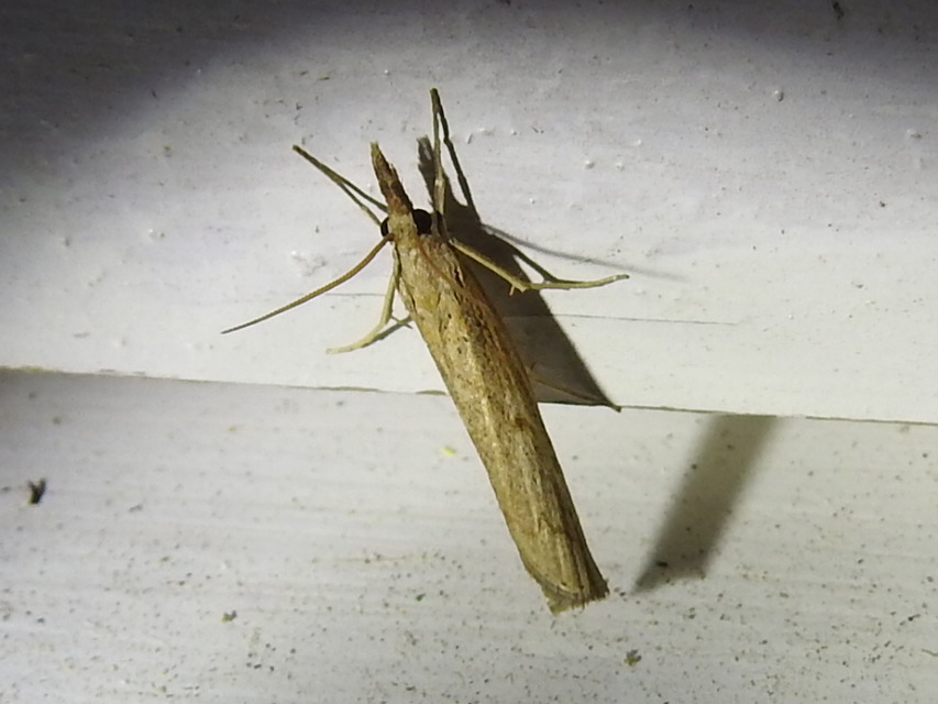 Pediasia contaminella - mocskos fűgyökérmoly