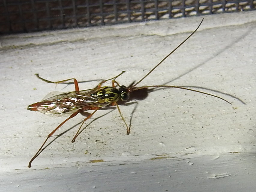 Lissonota