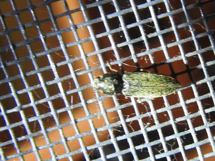 Dicronychus