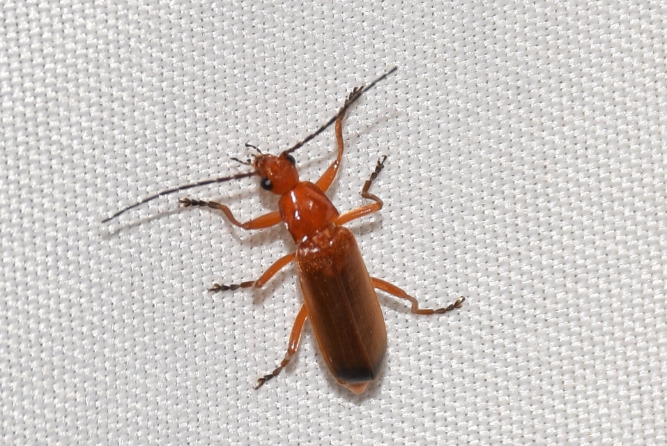 Rhagonycha fulva - feketevégű lágybogár