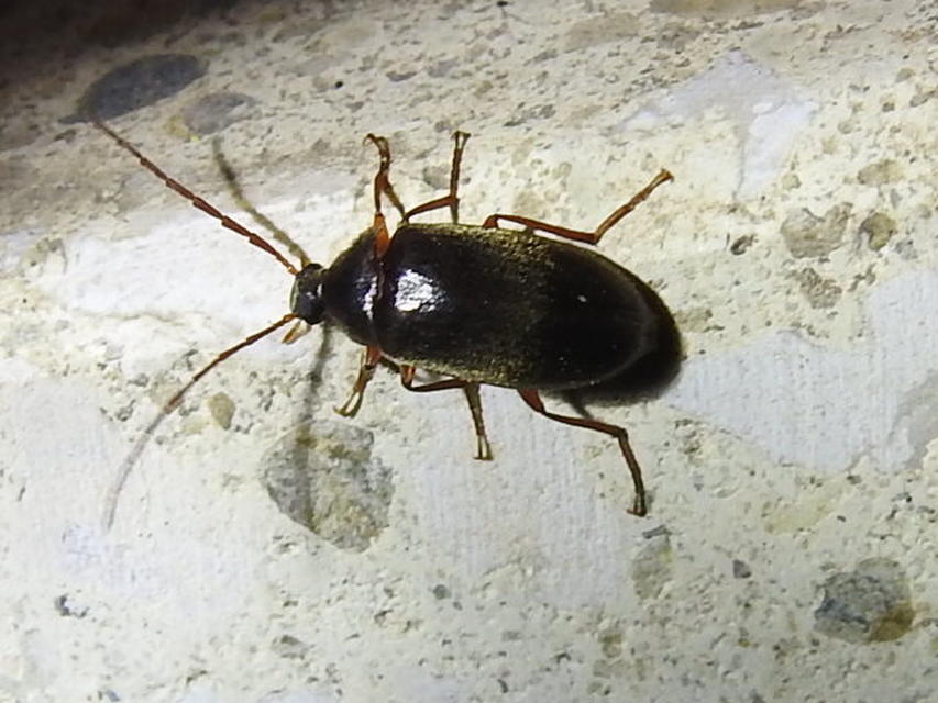 Hymenalia rufipes - rőtlábú alkonybogár
