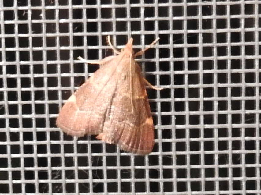 Hypsopygia rubidalis - vörös fényilonca