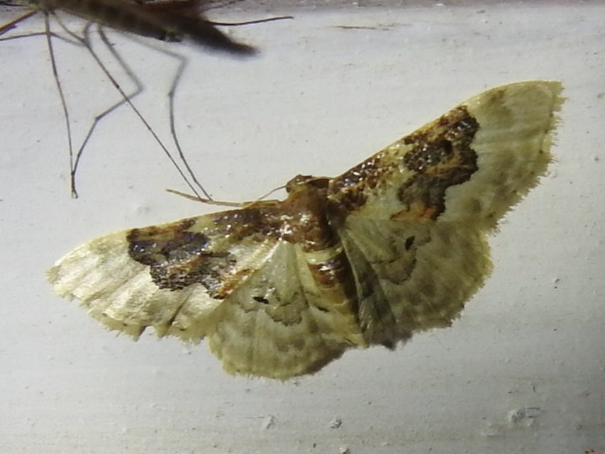 Idaea rusticata - tarka apróaraszoló