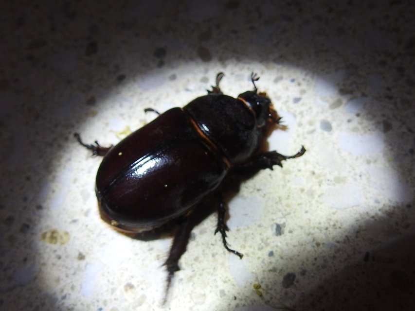 Oryctes nasicornis - orrszarvú bogár