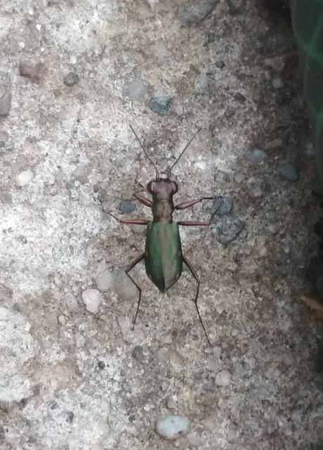 Cylindera germanica - parlagi homokfutrinka