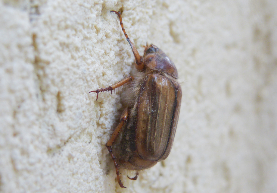Amphimallon solstitiale - bordás sárgacserebogár