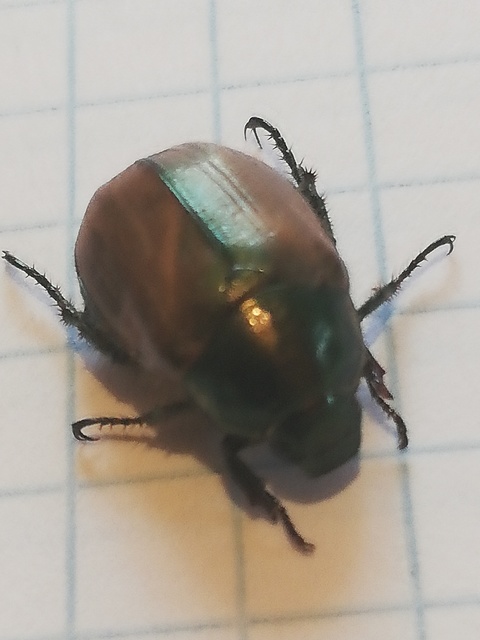 Anomala dubia - kis fináncbogár