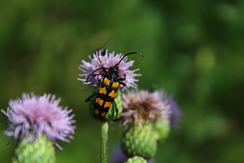 Leptura quadrifasciata - feketeszőrű szalagoscincér