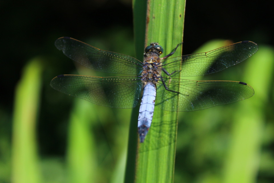 Orthetrum cancellatum - feketefarkú pásztorszitakötő