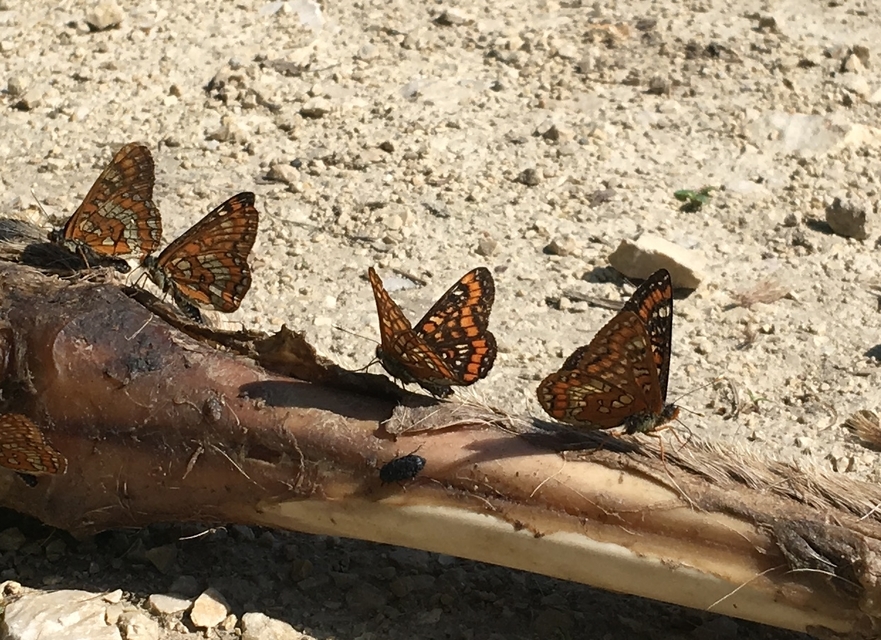 Euphydryas maturna - díszes tarkalepke