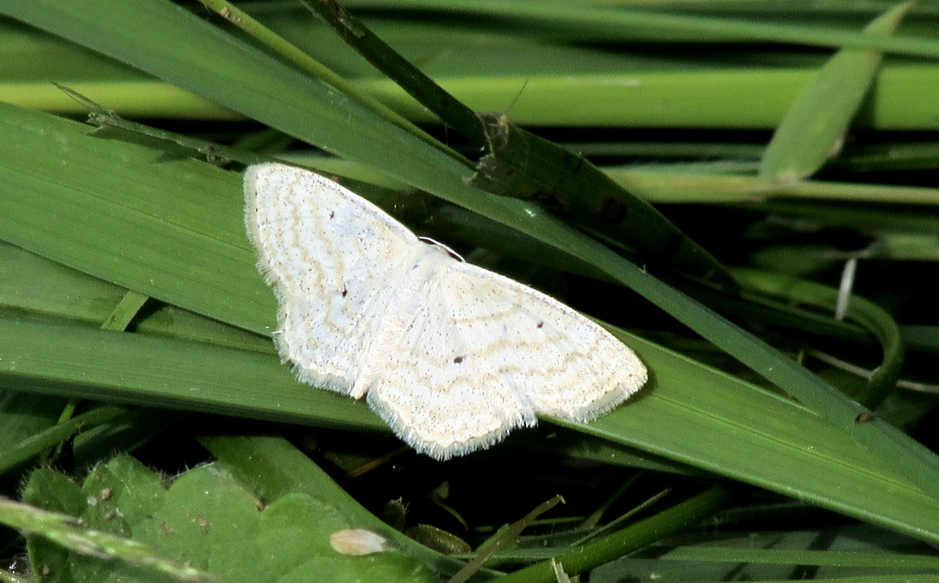 Scopula immutata - réti fehéraraszoló
