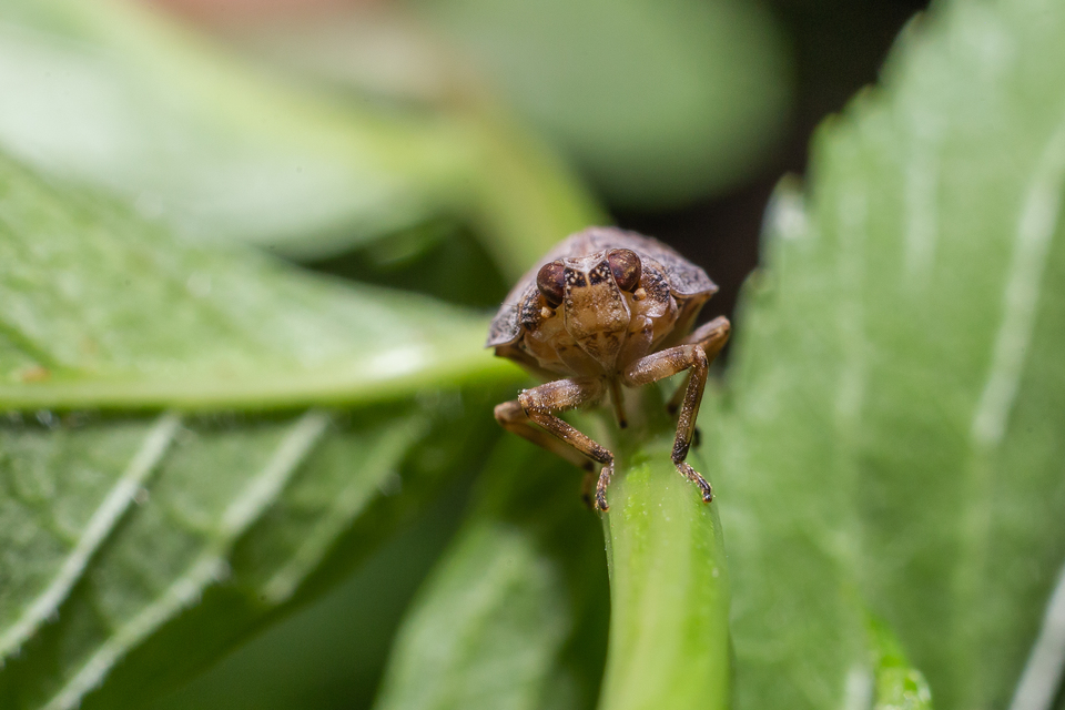 Issus coleoptratus