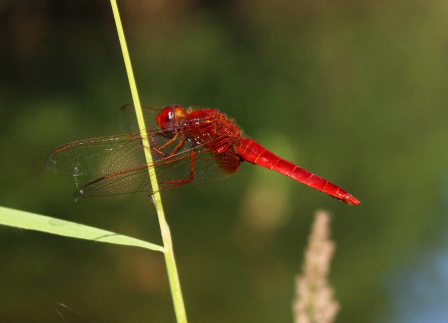Crocothemis erythraea - skarlát szitakötő