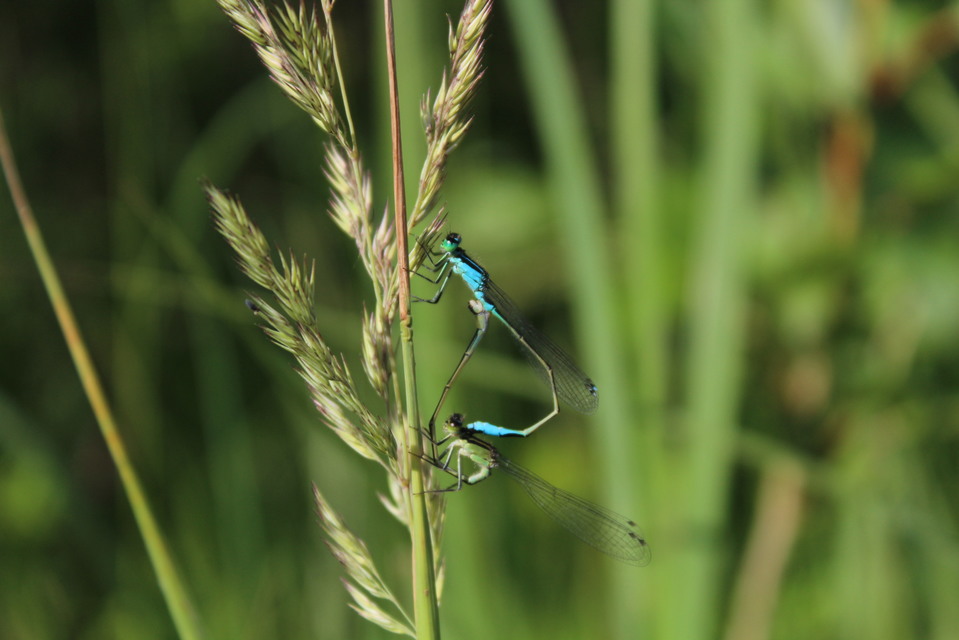Ischnura elegans pontica - kéköves légivadász
