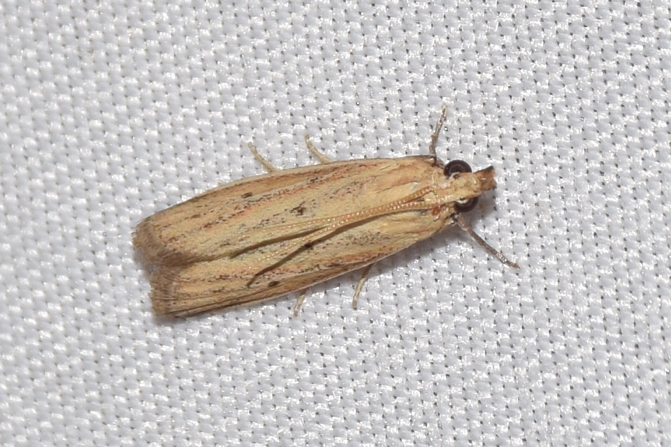 Hypsotropa unipunctella - sztyeppréti karcsúmoly