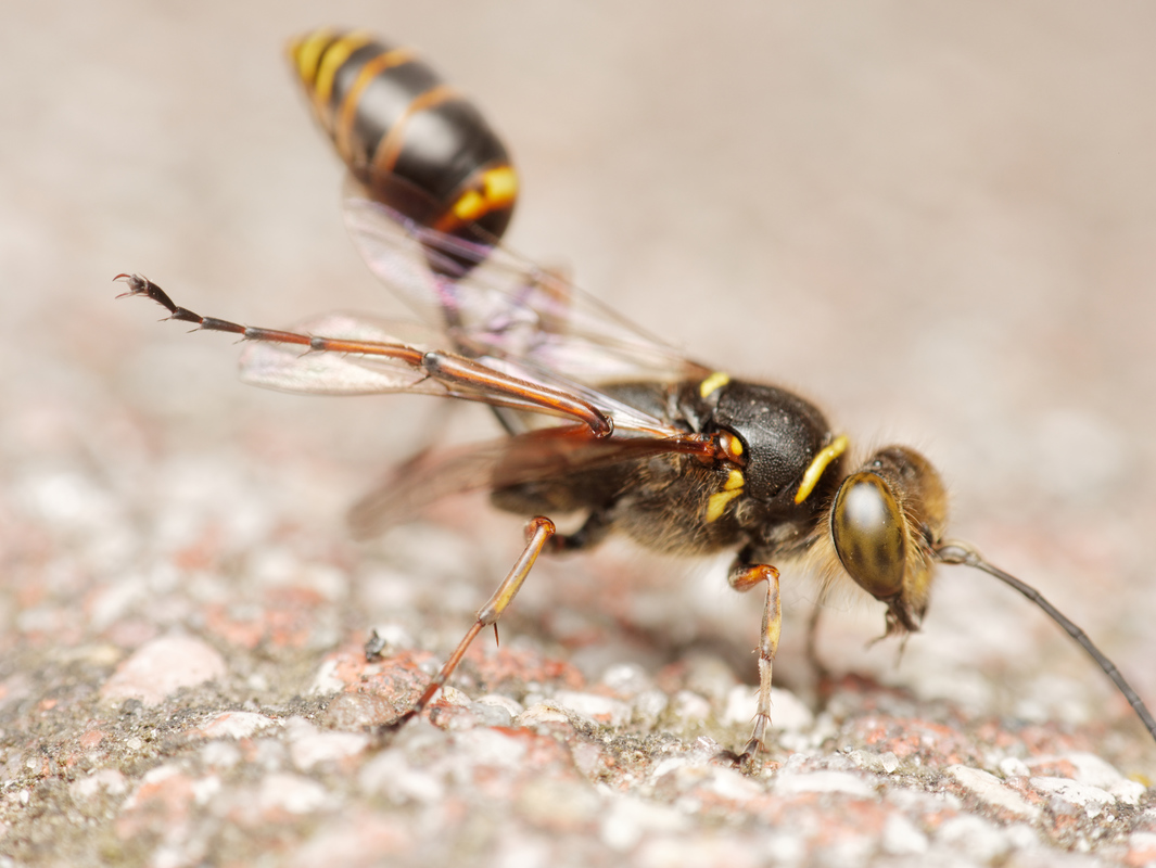 Sceliphron curvatum - barnalábú lopódarázs