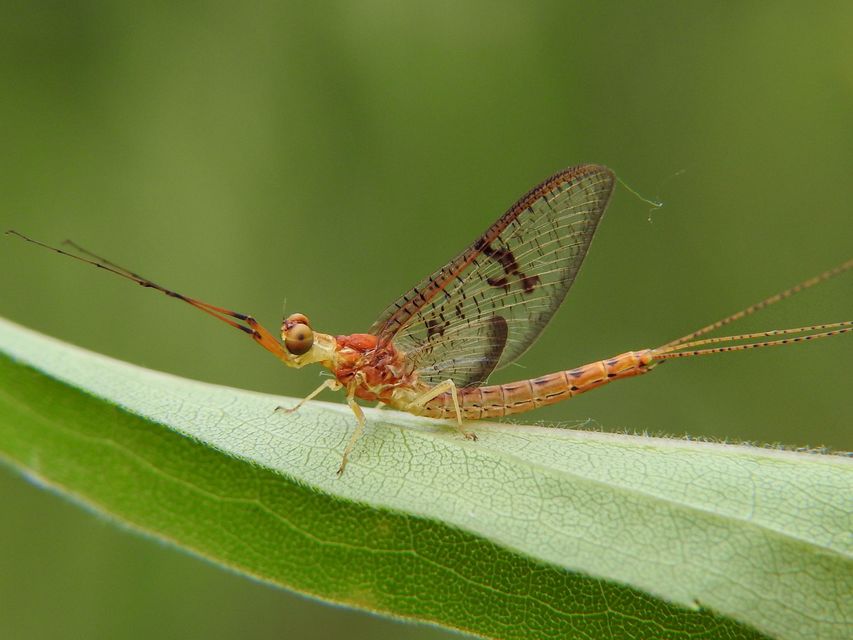 Ephemera glaucops