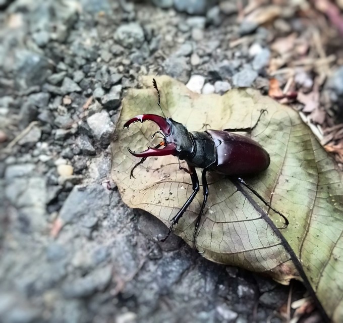 Lucanus cervus - nagy szarvasbogár