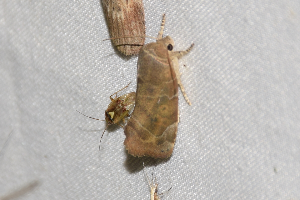 Cosmia affinis - barna lombbagoly